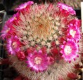 /album/jancura-marian/mammillaria-spinosissima-jpg/